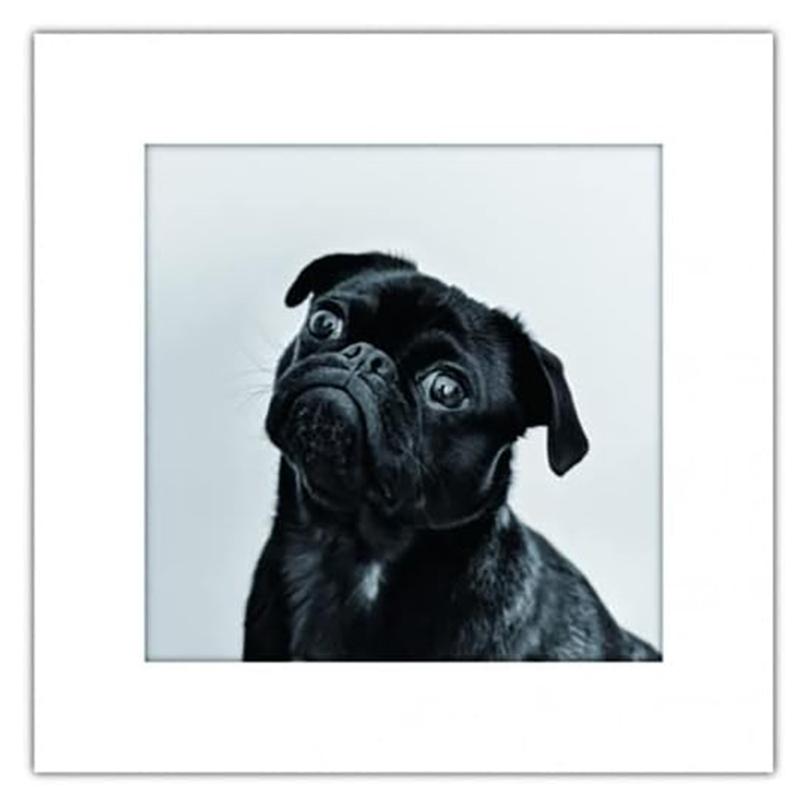 アートトワレ イヌ