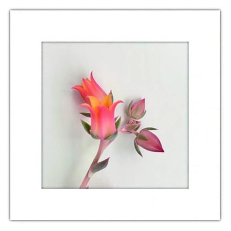 アートトワレ チューリップ