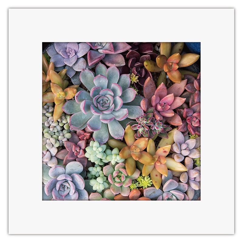 アートトワレ 多肉植物