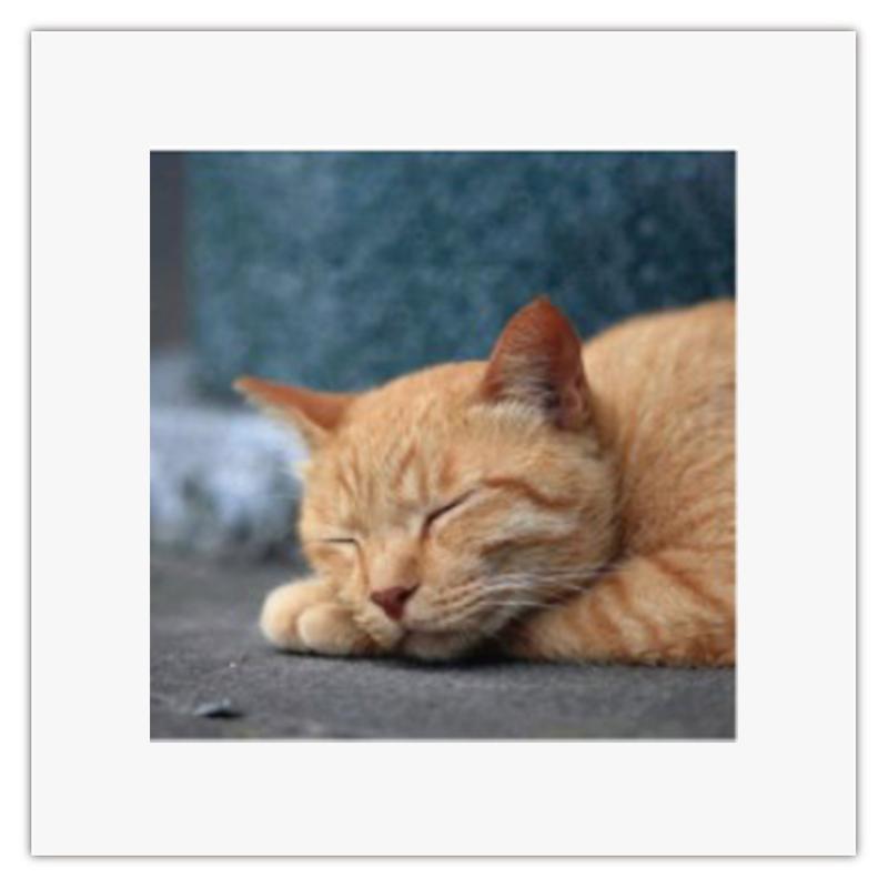 アートトワレ ねこ2