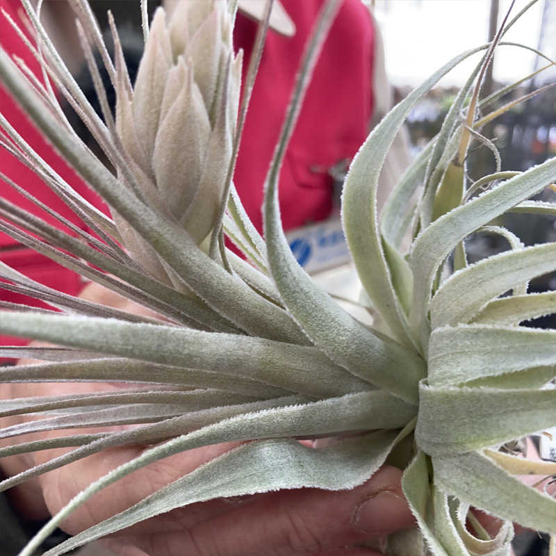 Tillandsia gardneri var. rupicola おとなしい （産地付き）