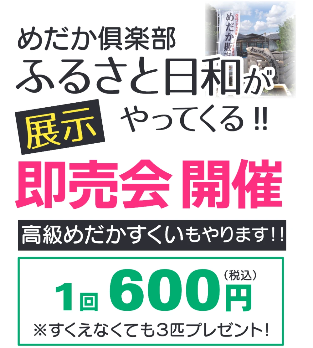 ふるさと日和　高級めだかすくい